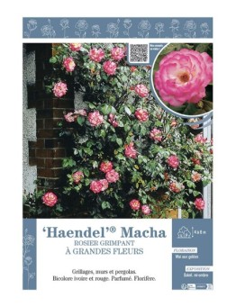 ROSIER GRIMPANT HAENDEL® MACHA