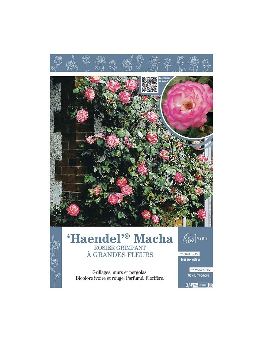 ROSIER GRIMPANT HAENDEL® MACHA