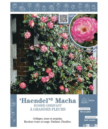 ROSIER GRIMPANT HAENDEL® MACHA