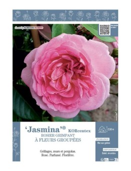 ROSIER GRIMPANT JASMINA® Korcentex