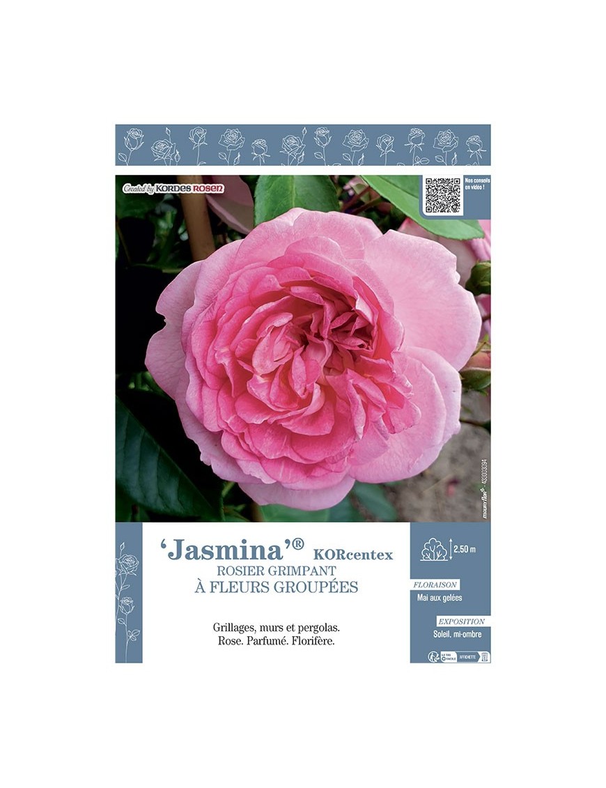ROSIER GRIMPANT JASMINA® Korcentex