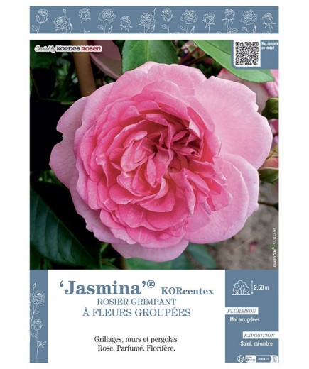 ROSIER GRIMPANT JASMINA® Korcentex