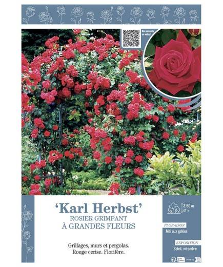 ROSIER GRIMPANT KARL HERBST