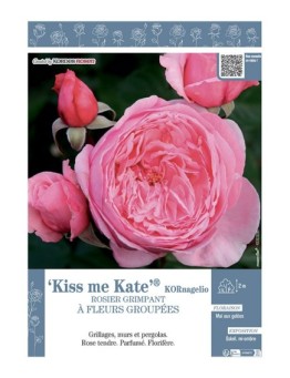 ROSIER GRIMPANT KISS ME KATE® Kornagelio