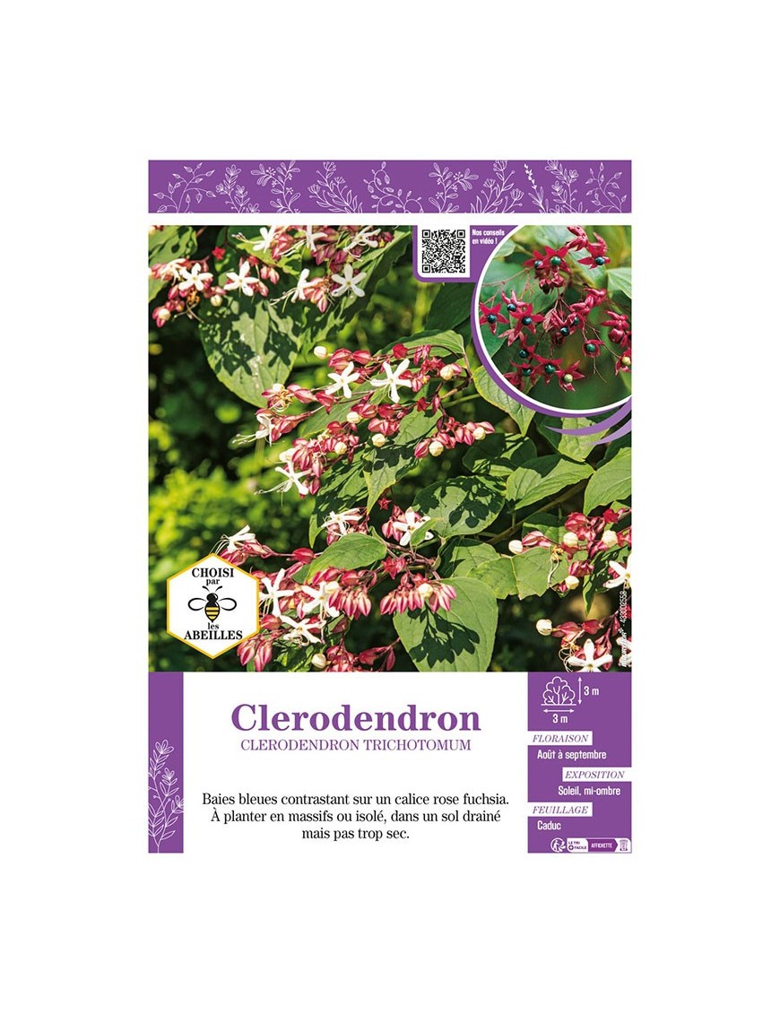 CLERODENDRON TRICHOTOMUM