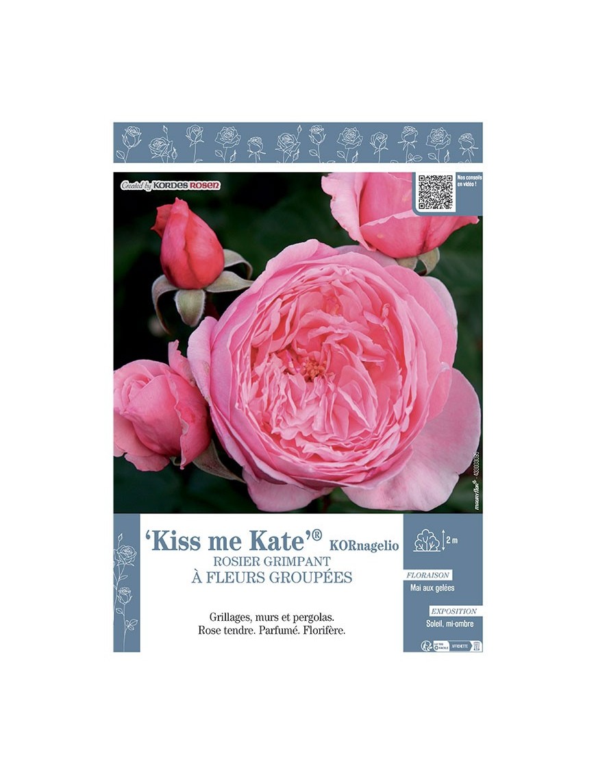ROSIER GRIMPANT KISS ME KATE® Kornagelio