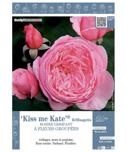 ROSIER GRIMPANT KISS ME KATE® Kornagelio