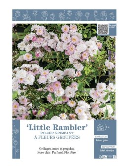 ROSIER GRIMPANT LITTLE RAMBLER