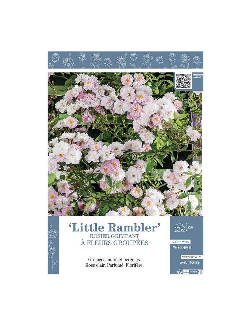 ROSIER GRIMPANT LITTLE RAMBLER