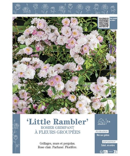 ROSIER GRIMPANT LITTLE RAMBLER