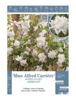 ROSIER GRIMPANT MME ALFRED CARRIERE
