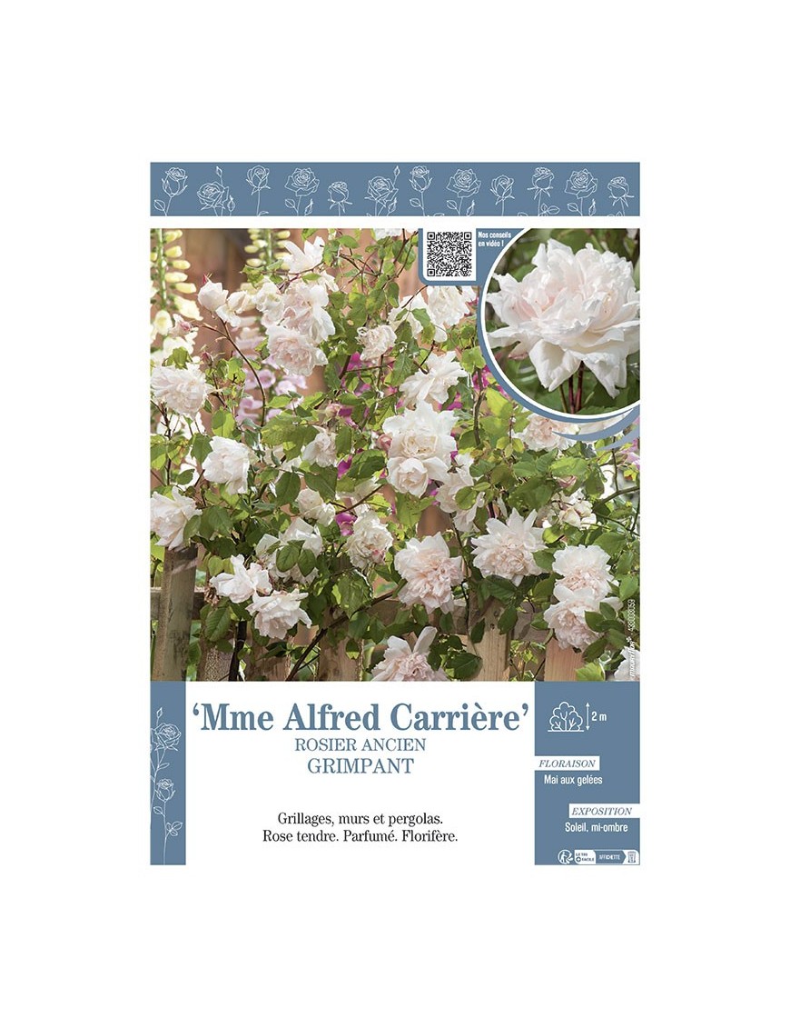 ROSIER GRIMPANT MME ALFRED CARRIERE