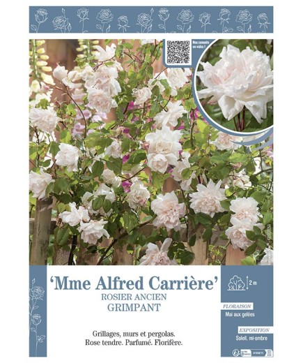ROSIER GRIMPANT MME ALFRED CARRIERE