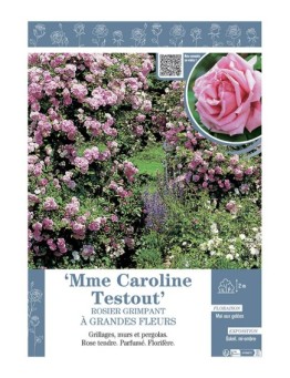 ROSIER GRIMPANT MME CAROLINE TESTOUT