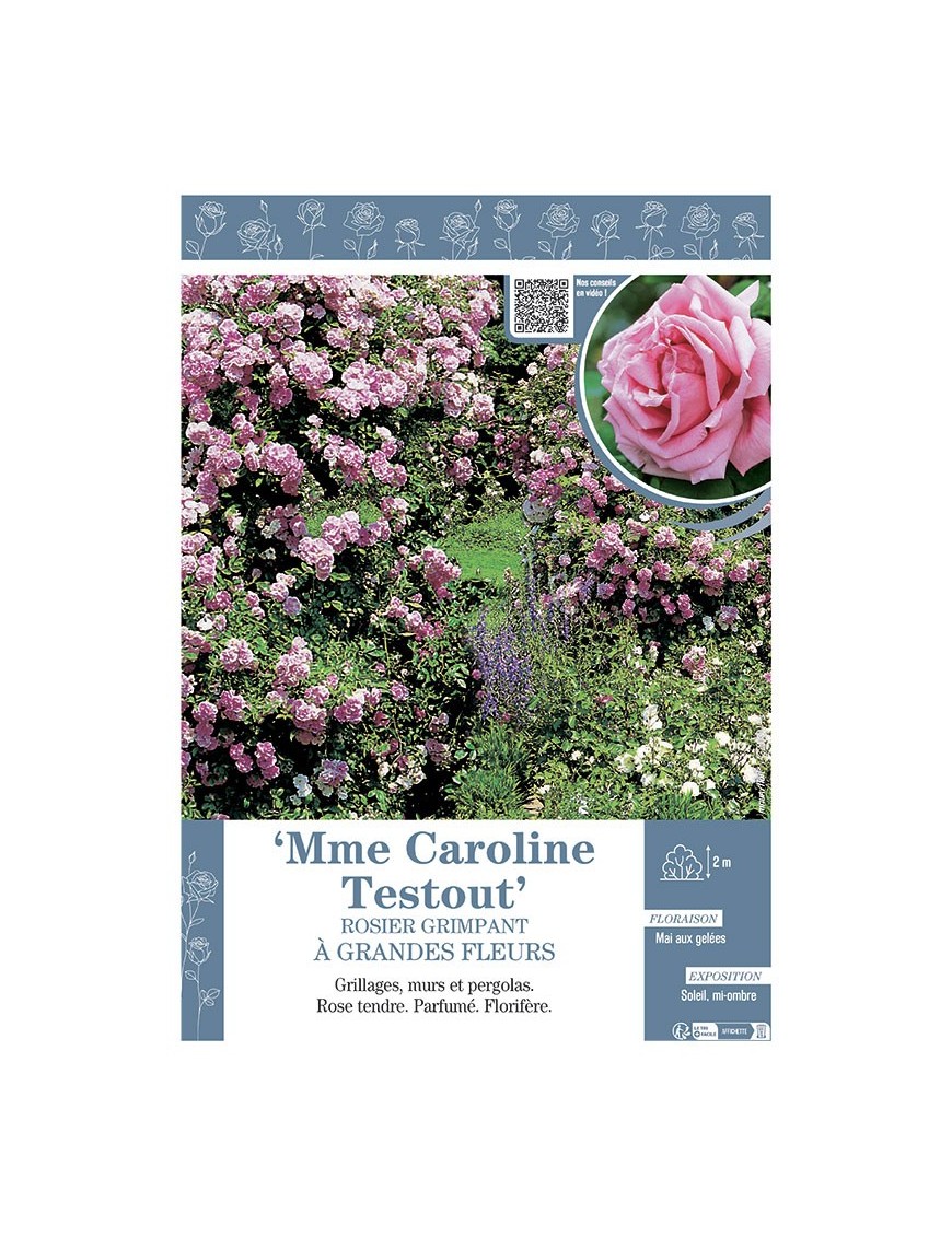 ROSIER GRIMPANT MME CAROLINE TESTOUT