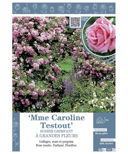 ROSIER GRIMPANT MME CAROLINE TESTOUT