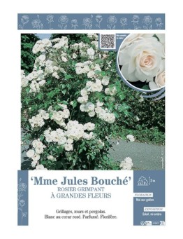 ROSIER GRIMPANT MME JULES BOUCHE
