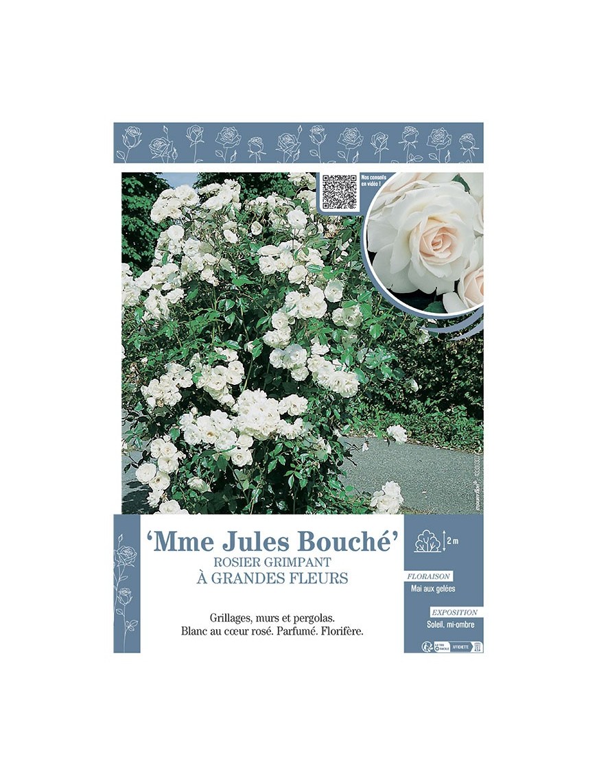 ROSIER GRIMPANT MME JULES BOUCHE