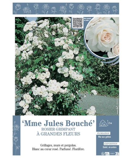ROSIER GRIMPANT MME JULES BOUCHE