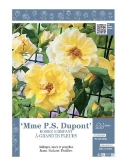 ROSIER GRIMPANT Mme P.S. DUPONT
