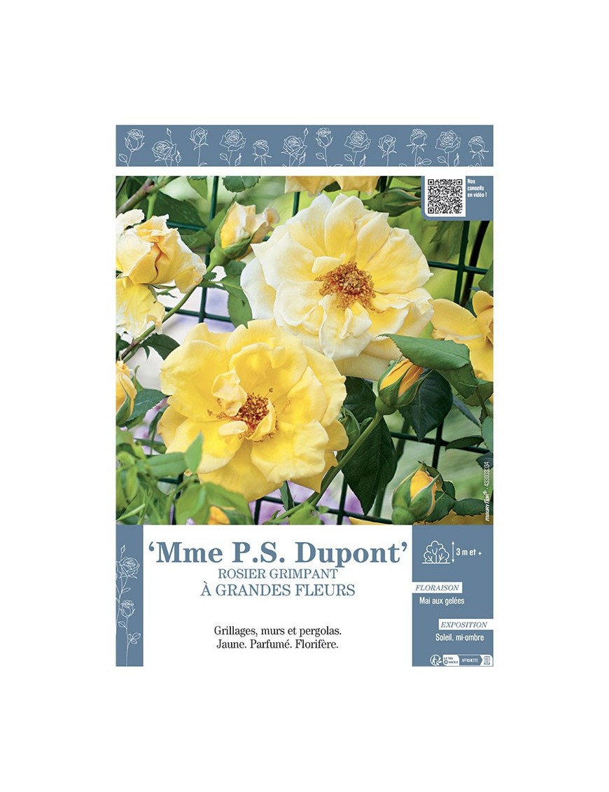 ROSIER GRIMPANT Mme P.S. DUPONT