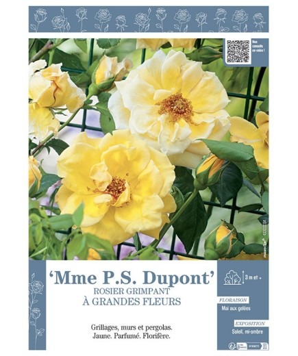 ROSIER GRIMPANT Mme P.S. DUPONT
