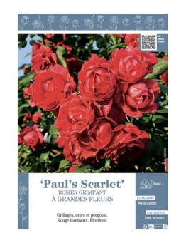 ROSIER GRIMPANT PAUL'S SCARLET