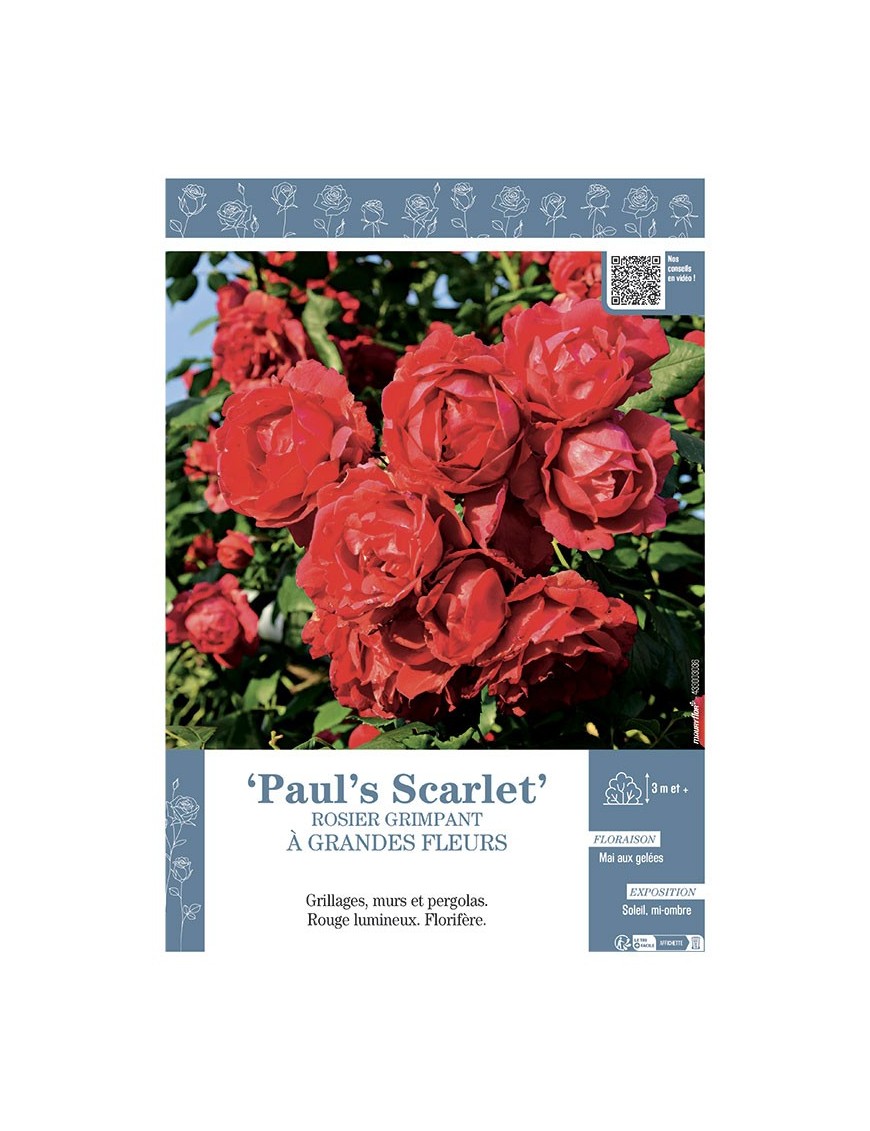 ROSIER GRIMPANT PAUL'S SCARLET