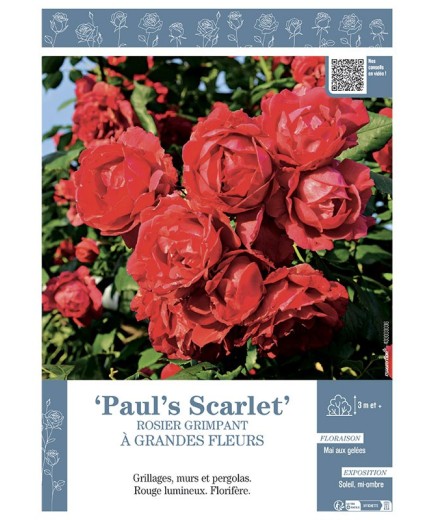 ROSIER GRIMPANT PAUL'S SCARLET