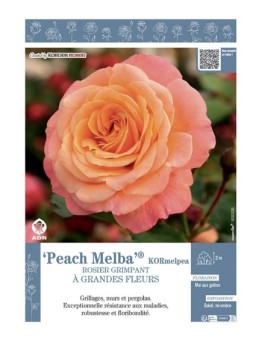 ROSIER GRIMPANT PEACH MELBA® Kormelpea
