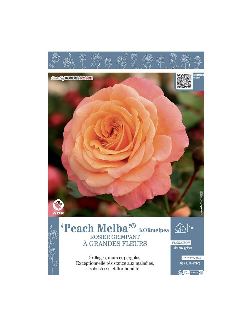 ROSIER GRIMPANT PEACH MELBA® Kormelpea