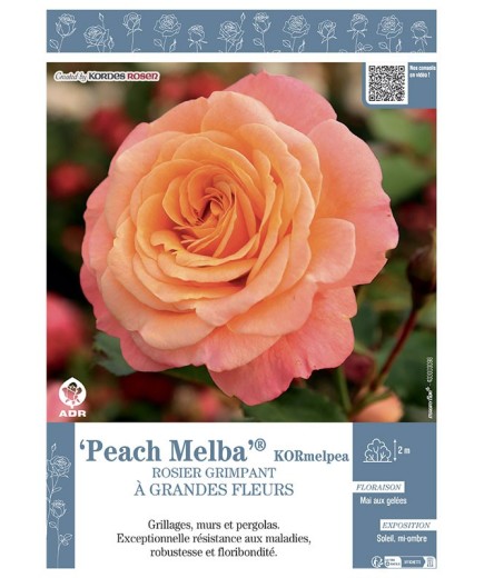 ROSIER GRIMPANT PEACH MELBA® Kormelpea