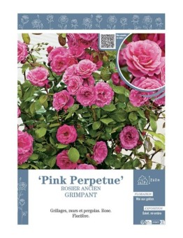 ROSIER GRIMPANT PINK PERPETUE