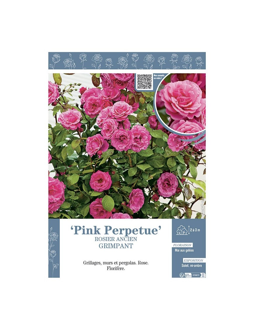 ROSIER GRIMPANT PINK PERPETUE