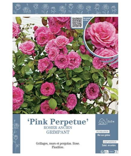 ROSIER GRIMPANT PINK PERPETUE