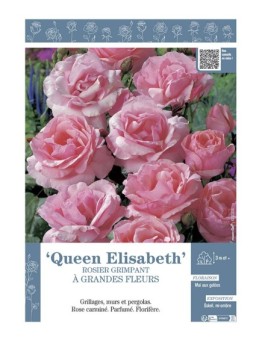 ROSIER GRIMPANT QUEEN ELISABETH