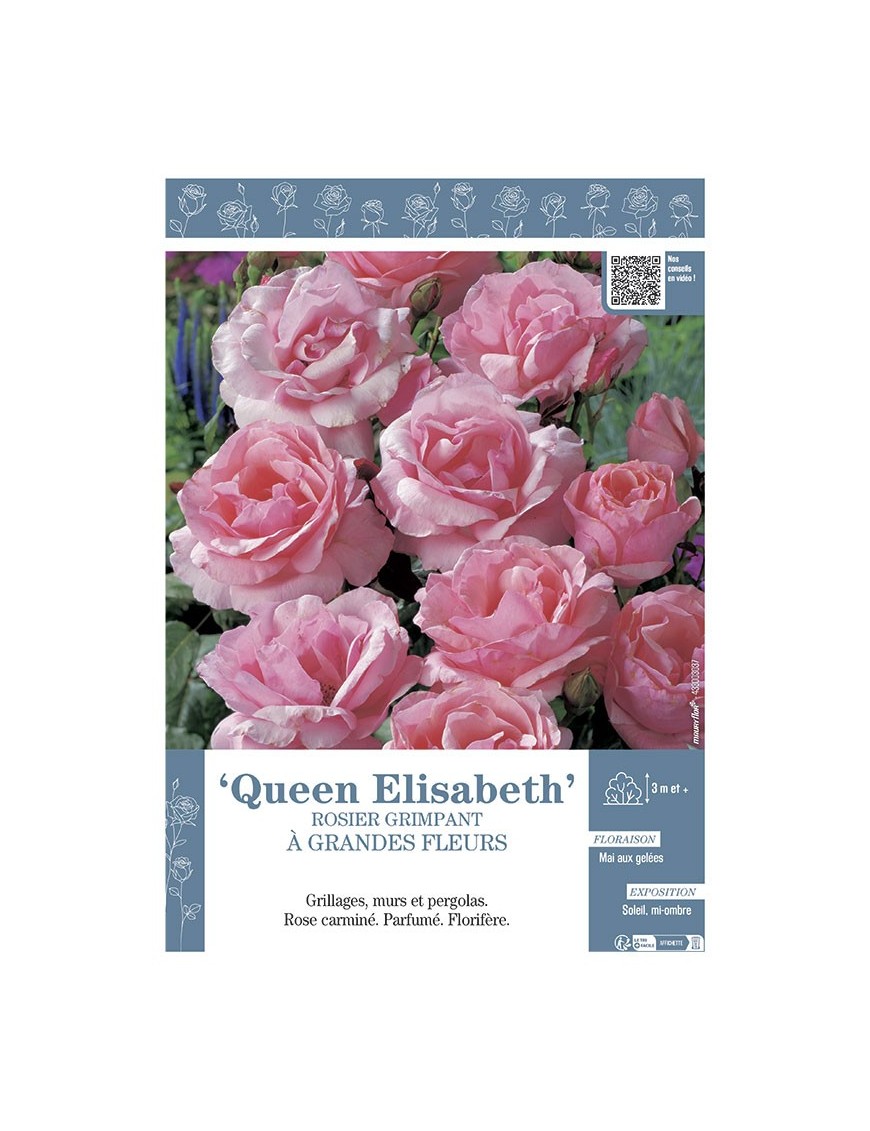 ROSIER GRIMPANT QUEEN ELISABETH