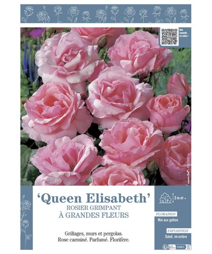ROSIER GRIMPANT QUEEN ELISABETH