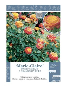 ROSIER GRIMPANT REMONTANT MARIE-CLAIRE