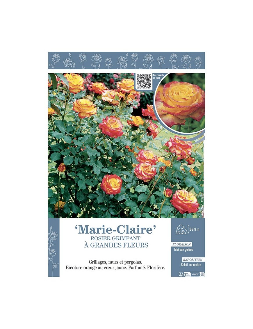 ROSIER GRIMPANT REMONTANT MARIE-CLAIRE