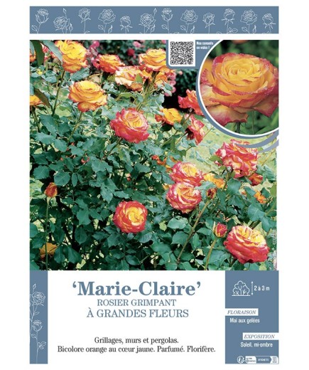 ROSIER GRIMPANT REMONTANT MARIE-CLAIRE