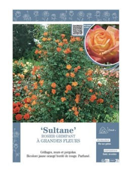 ROSIER GRIMPANT SULTANE