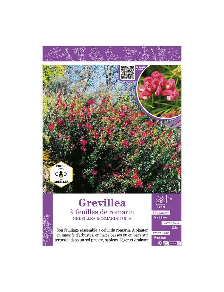 GREVILLEA ROSMARINIFOLIA voir Grevillea à feuilles de romarin