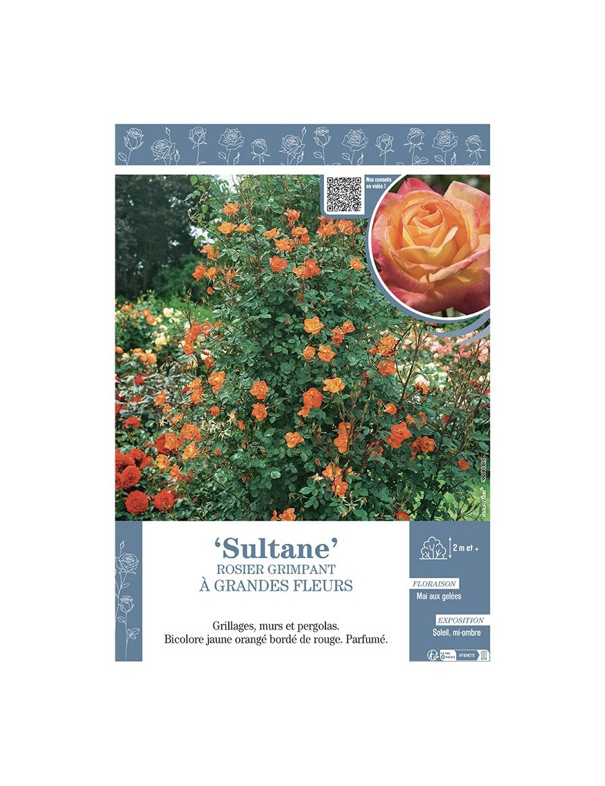 ROSIER GRIMPANT SULTANE