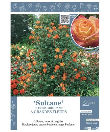 ROSIER GRIMPANT SULTANE