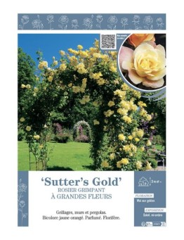 ROSIER GRIMPANT SUTTER'S GOLD