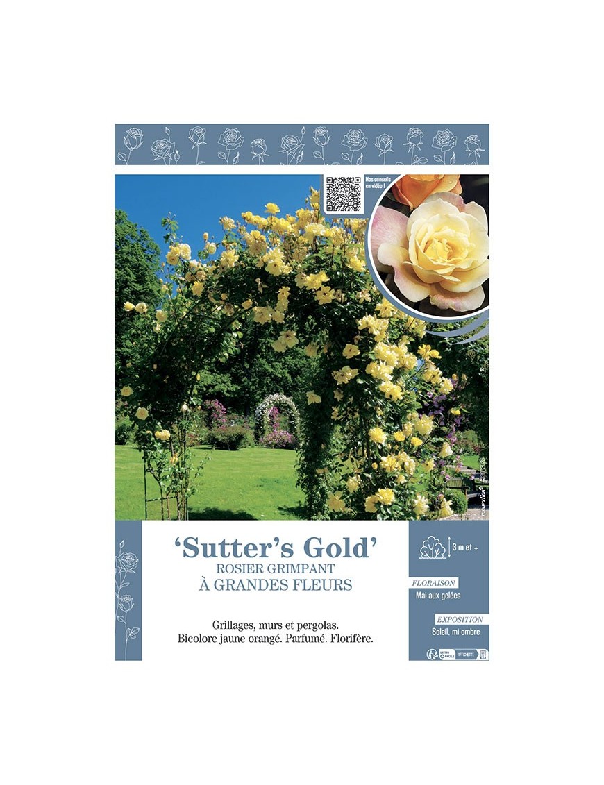 ROSIER GRIMPANT SUTTER'S GOLD