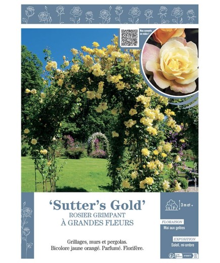 ROSIER GRIMPANT SUTTER'S GOLD