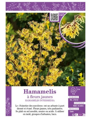 HAMAMELIS INTERMEDIA à fleurs jaunes