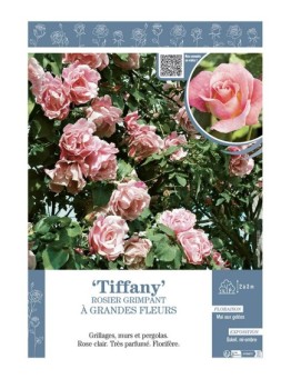 ROSIER GRIMPANT TIFFANY